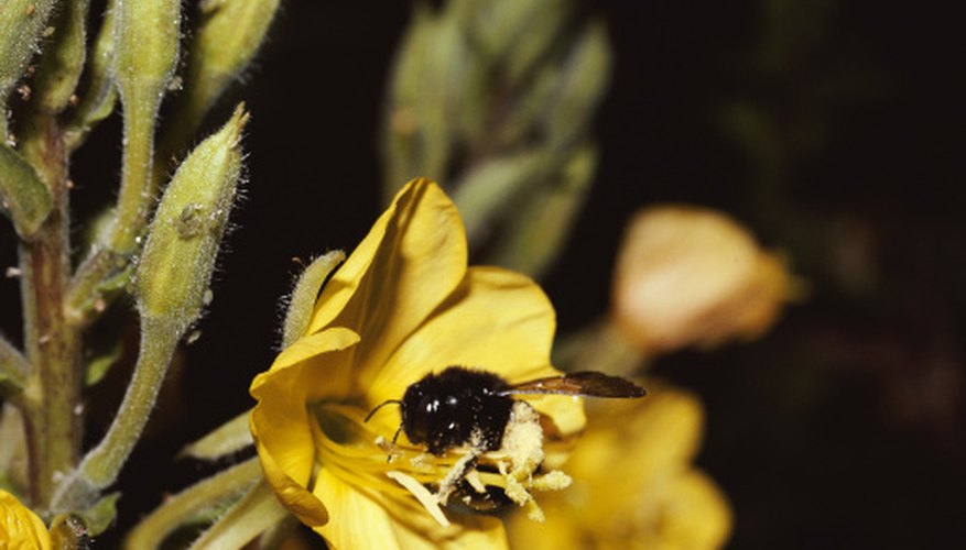 carpenter bee sting