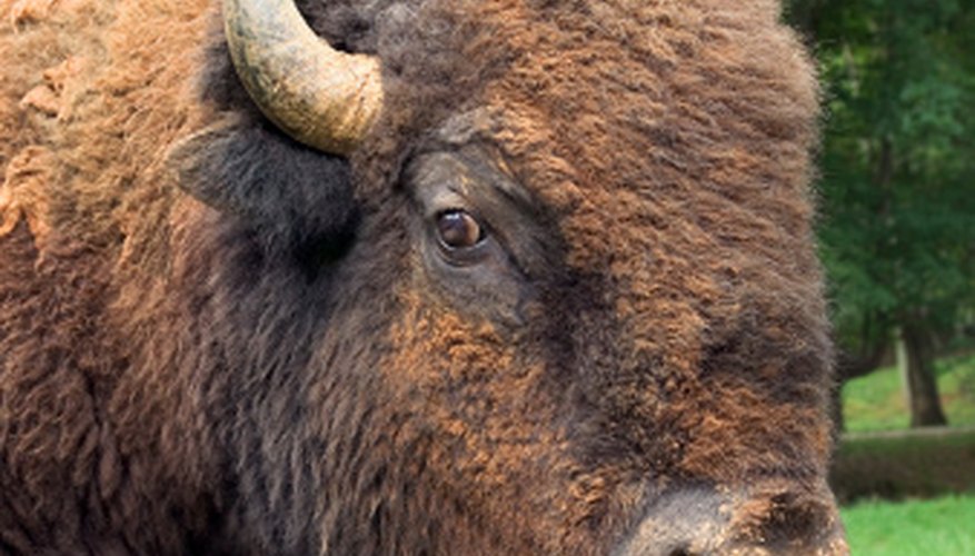 Photo Credit: Thinkstock/Comstock/Getty Images Bison horns can grow to be 2 feet in length.
