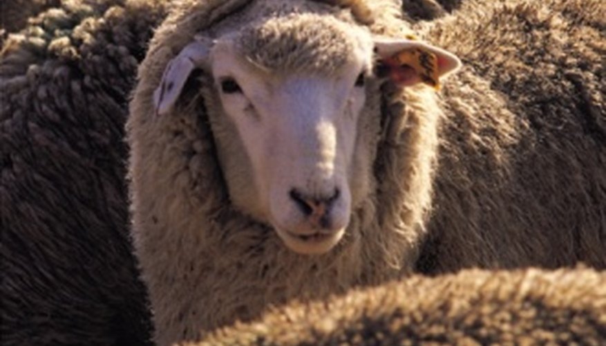 How to Tan Sheep Hides | Sciencing