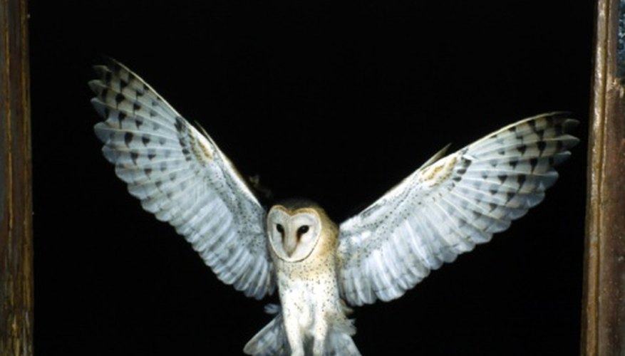 Photo Credit: Jupiterimages/Photos.com/Getty Images Barn owls roost during the day in barns and caves in the Santa Monica watershed.