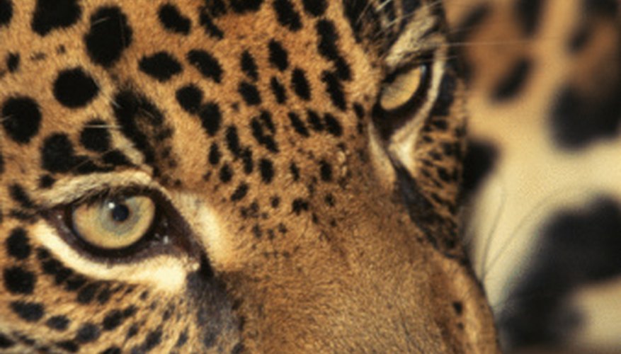 Photo Credit: Jupiterimages/Photos.com/Getty Images Jaguars prowl the jungle floor.