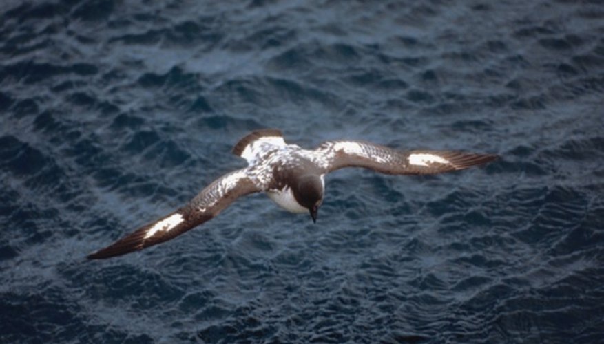 Photo Credit: Jupiterimages/Photos.com/Getty Images Petrels share coloring with penguins, but are also one of their natural predators.