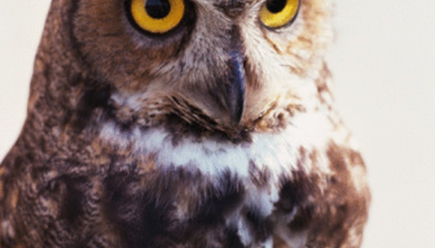owl sounds