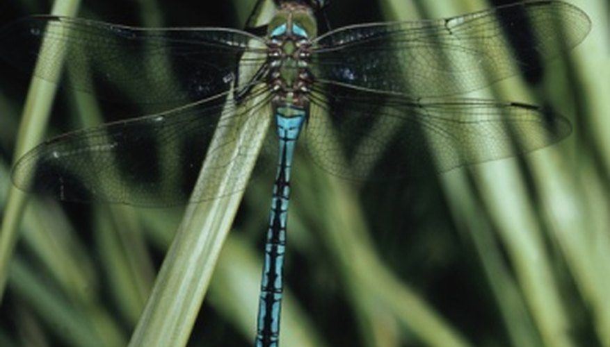 Photo Credit: Jupiterimages/Photos.com/Getty Images Dragonflies spend part of their lives in an aquatic environment.