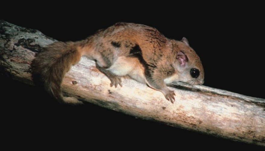 Photo Credit: Jupiterimages/Photos.com/Getty Images Flying squirrels inhabit all of Ohio.