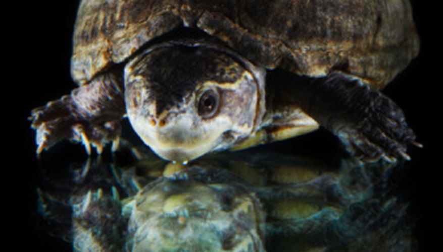 Photo Credit: Jupiterimages/Photos.com/Getty Images Sea turtles lay their eggs with the high tide.