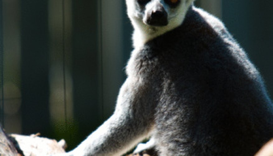 Photo Credit: Jupiterimages/Photos.com/Getty Images Lemurs enjoy life in the jungle canopy.
