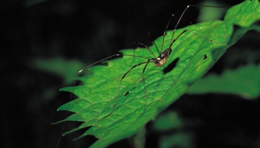 Photo Credit: Photos.com/Photos.com/Getty Images Birds and larger spiders prey on daddy longlegs.