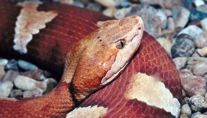 Photo Credit: Jupiterimages/Photos.com/Getty Images Copperheads prey on small mammals, lizards and amphibians.