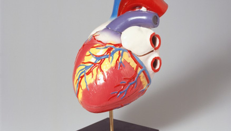 What Organs Make Up the Circulatory System? Sciencing