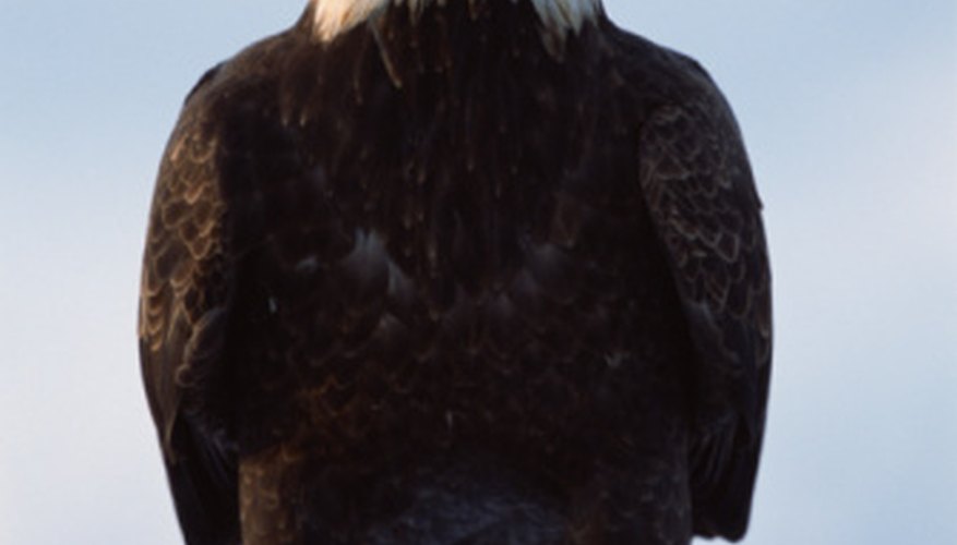 Photo Credit: Jupiterimages/Photos.com/Getty Images The nation's own bald eagle calls the state of California home.