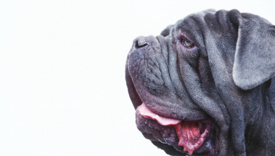 Photo Credit: George Doyle/Stockbyte/Getty Images Can dog drool kill bacteria?