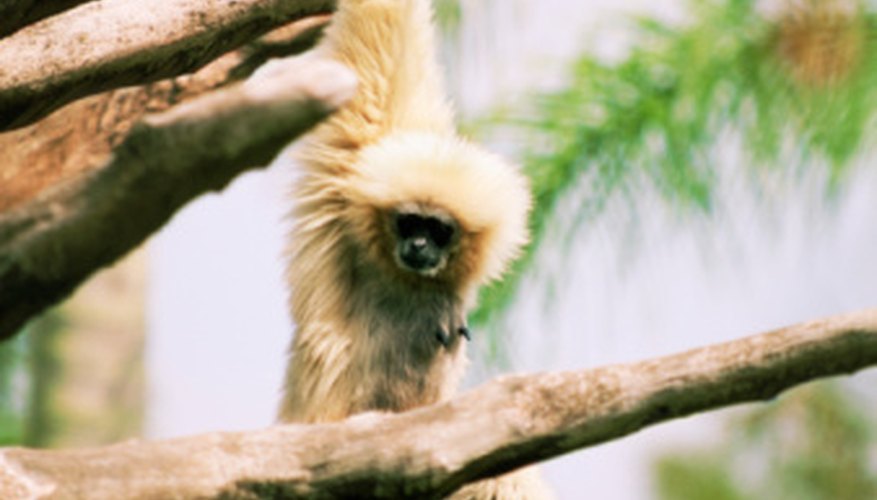 Photo Credit: Medioimages/Photodisc/Valueline/Getty Images Gibbons have long arms and powerful shoulders for swinging.