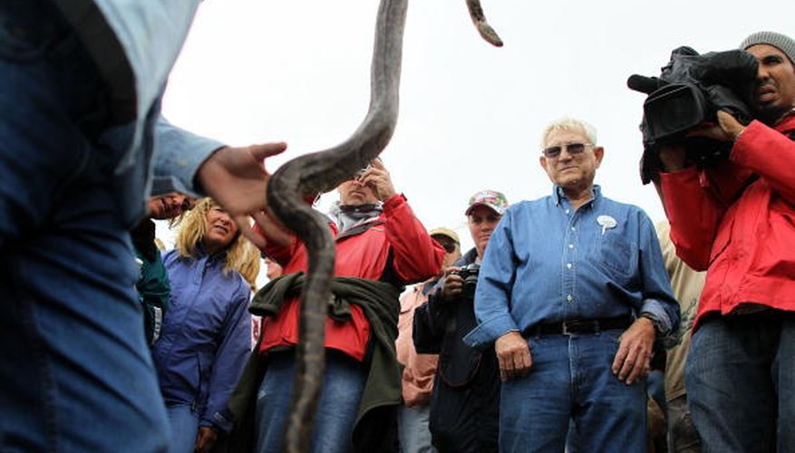 Photo Credit: Joe Raedle/Getty Images News/Getty Images Florida authorizes specific hunters to pursue and trap the Burmese pythons.