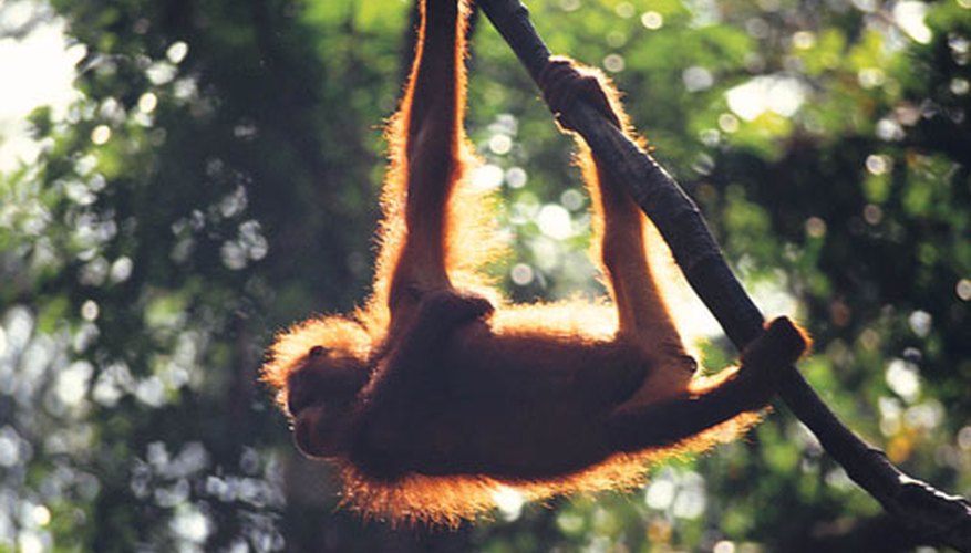 Photo Credit: Stockbyte/Stockbyte/Getty Images Orangutans travel alone so they can find enough food.