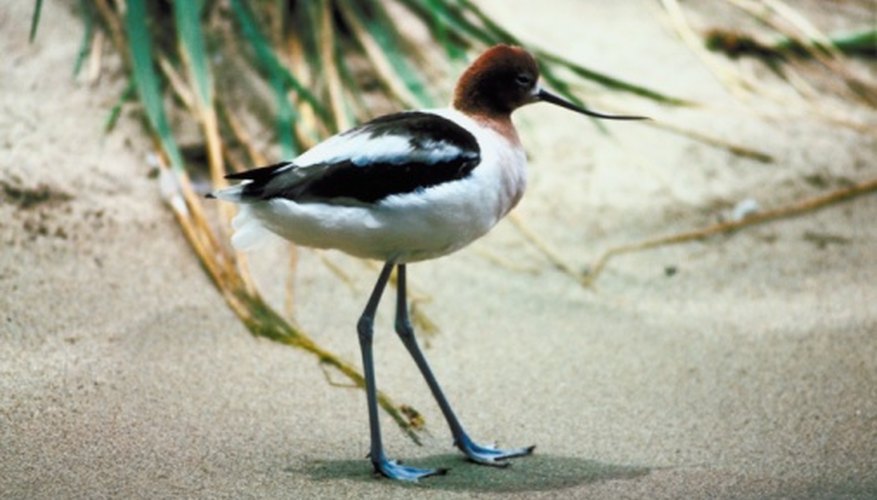 Photo Credit: Jupiterimages/Photos.com/Getty Images An upturned bill and blue legs help distinguish the American avocet.