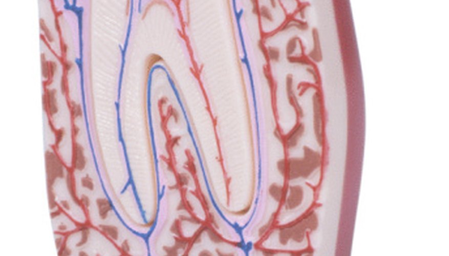 Wisdom tooth extractions can cost hundreds of dollars without dental insurance.