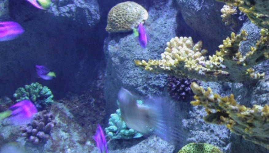 Photo Credit: Jupiterimages/Photos.com/Getty Images Life under the sea is still being studied to increase understanding.
