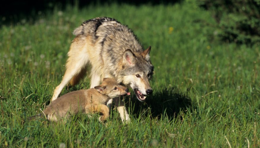 Photo Credit: Tom Brakefield/Stockbyte/Getty Images The pups come out with their mother during summer months.