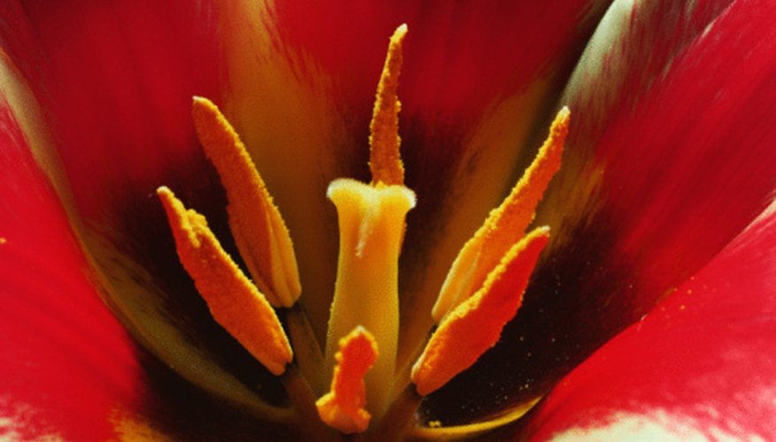 Photo Credit: Jupiterimages/Photos.com/Getty Images The stigma can be seen in the center of this flower.