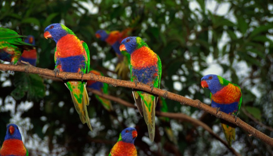 Photo Credit: Comstock Images/Comstock/Getty Images Rainbow lorikeets: Escaped nectar-feeding parrots may use hummingbird feeders.