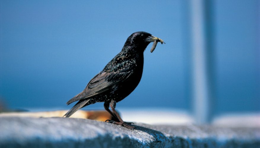 Photo Credit: Stockbyte/Stockbyte/Getty Images Some birds, including starlings, are pests and may get stuck in a glue trap.