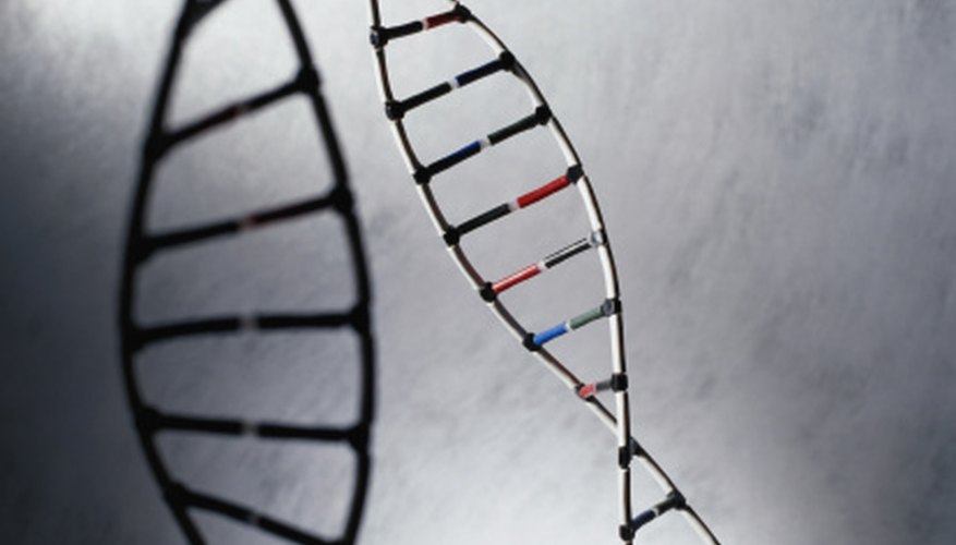 Photo Credit: Photodisc/Photodisc/Getty Images Unzip the base pairs of a standard DNA model to add RNA.