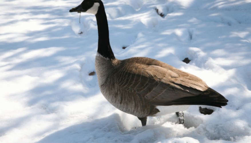 Photo Credit: Jupiterimages/Photos.com/Getty Images The Canada goose is one of eight species of geese.
