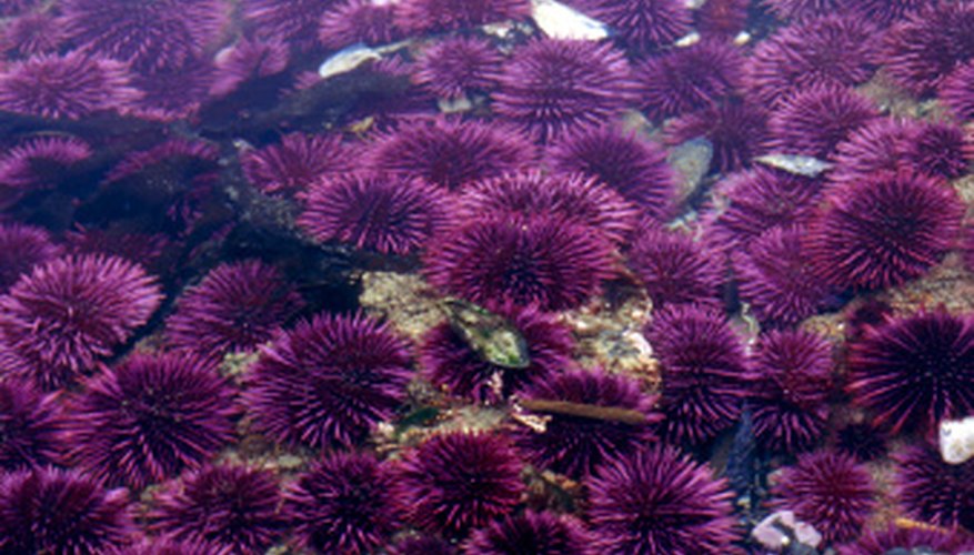 Photo Credit: Liquidlibrary/liquidlibrary/Getty Images A colony of sea urchins can resemble a bed of flowers--that sting.