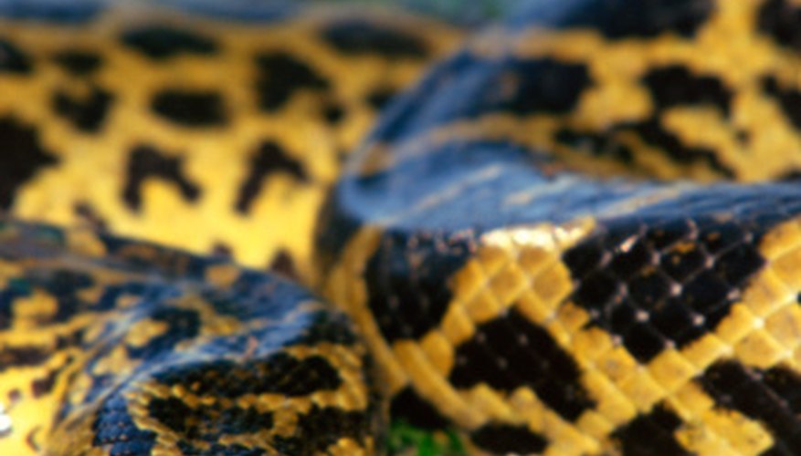 Photo Credit: Jupiterimages/liquidlibrary/Getty Images The world's largest snake, the anaconda, kills by asphyxiating its prey.
