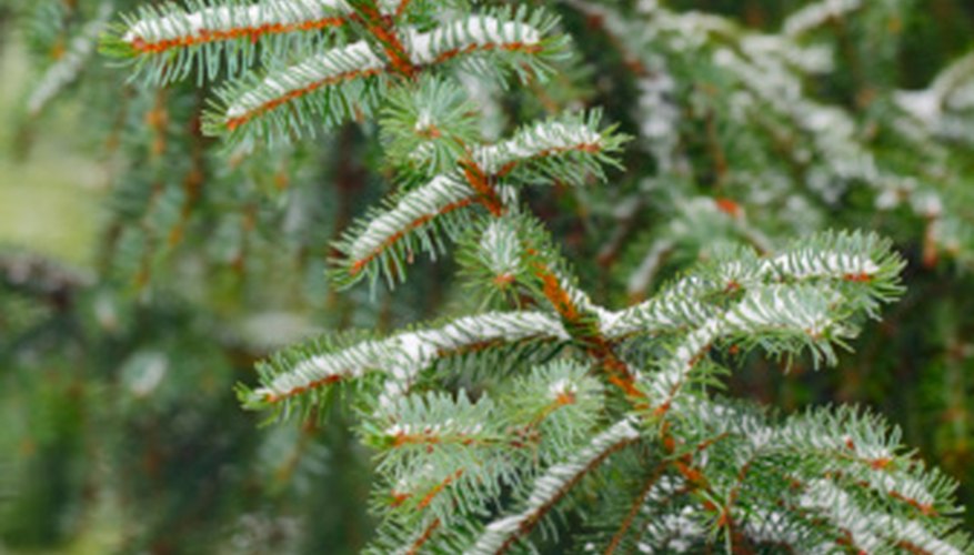Photo Credit: Normally/Photodisc/Getty Images Spruce trees are advancing into the tundra faster than expected as global temperatures rise.