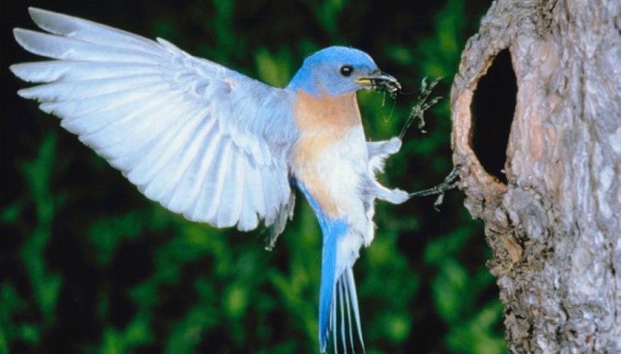 Photo Credit: Jupiterimages/Photos.com/Getty Images Bluebirds are cavity-nesting birds that will nest in properly placed bluebird houses.