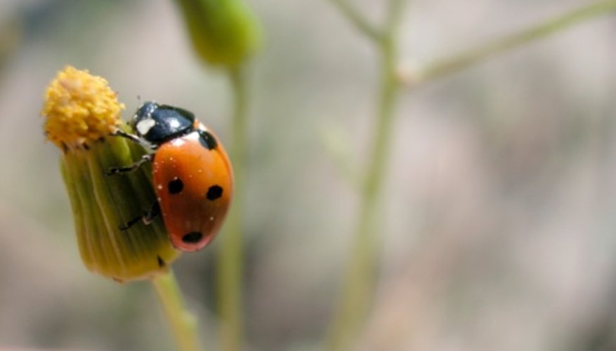 Photo Credit: Jupiterimages/Photos.com/Getty Images Ladybugs are a family of beetles.