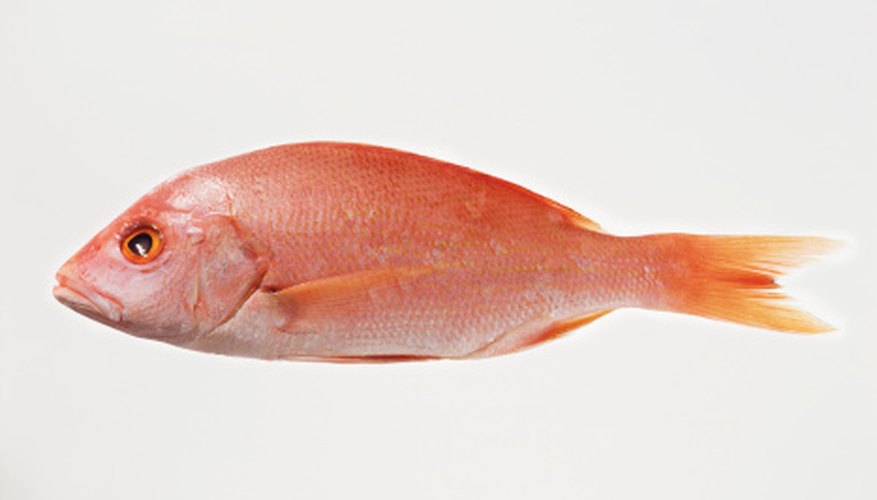 Photo Credit: Digital Vision./Photodisc/Getty Images Mullet fish like warm coastal waters.