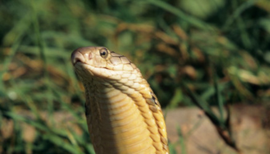 Photo Credit: Tom Brakefield/Stockbyte/Getty Images King cobras are the largest of the cobra family.