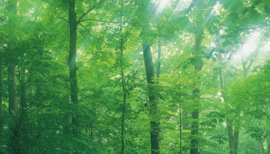 Photo Credit: Comstock/Comstock/Getty Images Forests offer opportunies to hike, camp or just explore the outdoors.