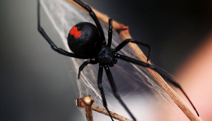 Photo Credit: Ian Waldie/Getty Images News/Getty Images Southern black widows are more common in Tennessee than the Northern variety.