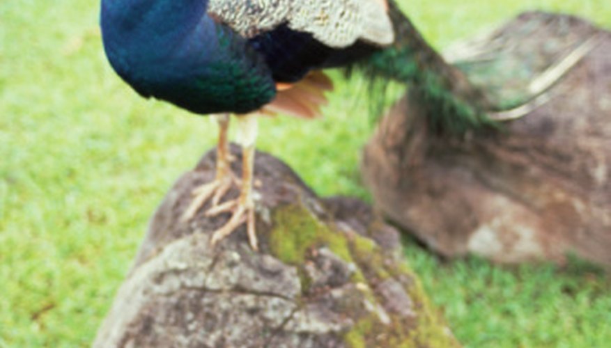 Photo Credit: Jupiterimages/Photos.com/Getty Images With's it's ornate, wide-fanning tail feathers, the peacock is one of the most recognizable birds in the wild.