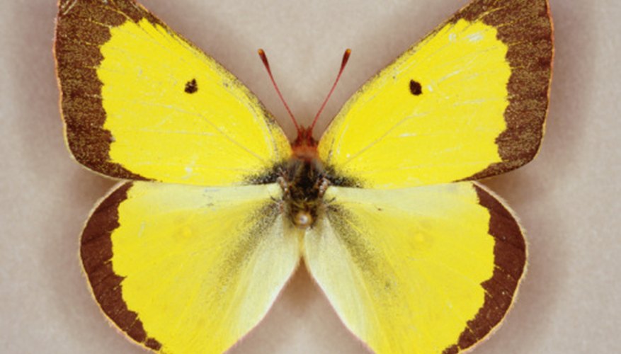 Photo Credit: Photos.com/Photos.com/Getty Images For such tiny organisms, butterflies are remarkably complex.