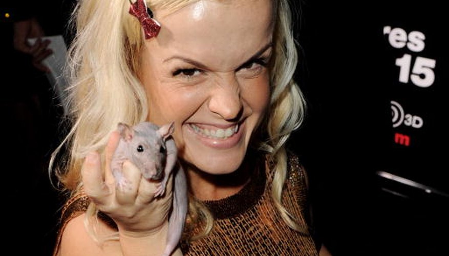 Photo Credit: Kevin Winter/Getty Images Entertainment/Getty Images Domesticated rats provide tame companionship, and some perform in movies.