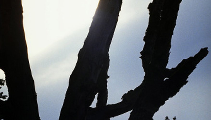 Damage caused by dead trees may be covered by your homeowners insurance policy.