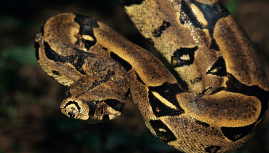 Photo Credit: Tom Brakefield/Stockbyte/Getty Images Which Reptiles Do Not Lay Eggs