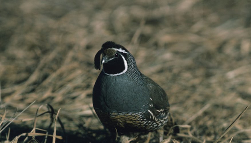Photo Credit: Tom Brakefield/Stockbyte/Getty Images The call of the male California quail sounds like a repeated nasal