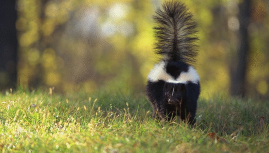 how to get rid of skunks under a shed homesteady