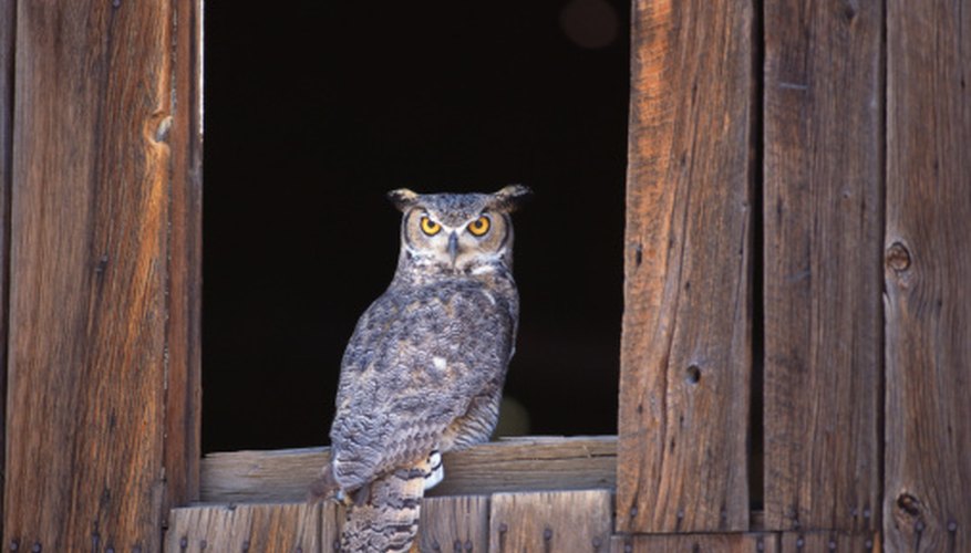 How to Scare Birds Away From Windows | HomeSteady