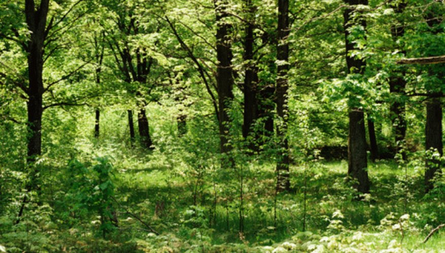 list-of-biotic-and-abiotic-factors-in-a-forest-ecosystem-sciencing