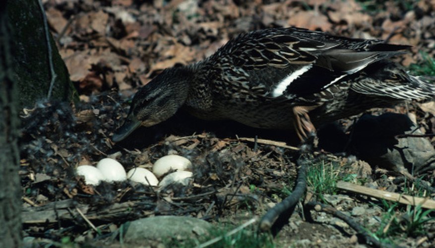 mallard duck nesting behavior