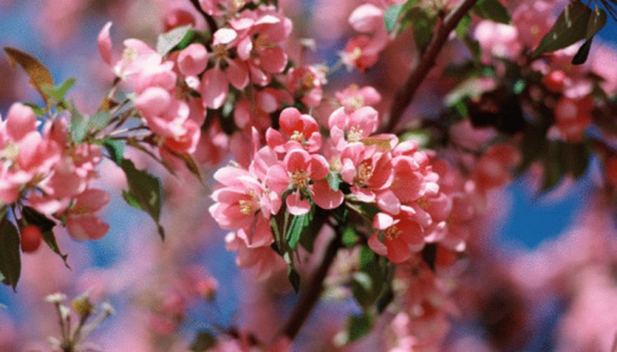 cherry-tree-characteristics-garden-guides