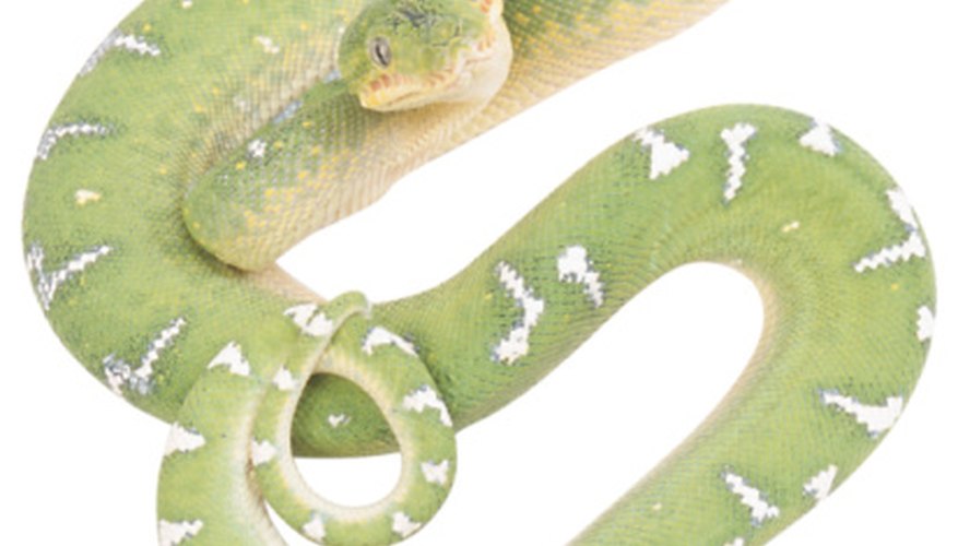 Photo Credit: Ablestock.com/AbleStock.com/Getty Images Forest snakes often have a green color to blend with their environment.