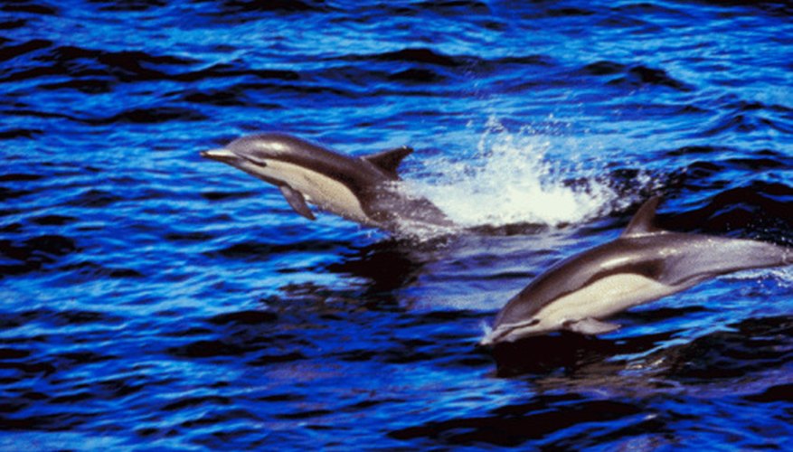 Photo Credit: Jupiterimages/Photos.com/Getty Images Dolphins are intelligent, playful and a good subject for a school science project.